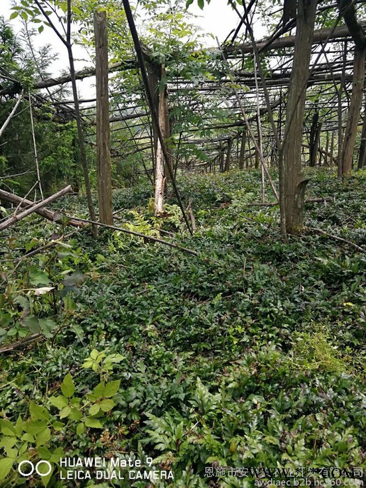 供应黄连种苗鸡爪连黄连苗子移栽苗三年苗龄种植户发展农村种苗图4