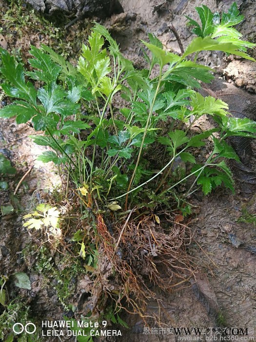 供应黄连种苗鸡爪连黄连苗子移栽苗三年苗龄种植户发展农村种苗图3