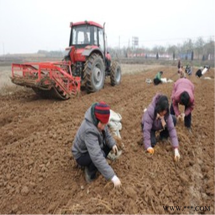 甘肃根茎类药材挖掘机 半夏药材挖掘机 麦冬药材挖掘机**图4