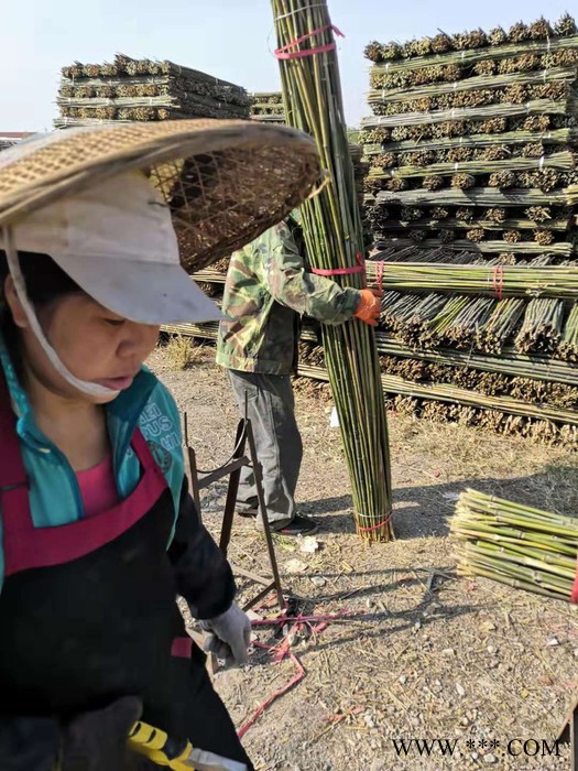 山竹，苦竹**菜竿竹 山药支架 山药竿图3