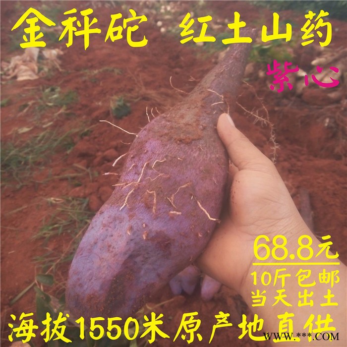 金秤砣山药批发 金秤砣山药价格 云南文山红土山药招商代理 10斤装48.8元