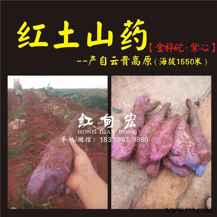 云南红甸宏山药基地出售新鲜金秤砣山药 天然食品 灵芝山药大量批发图2