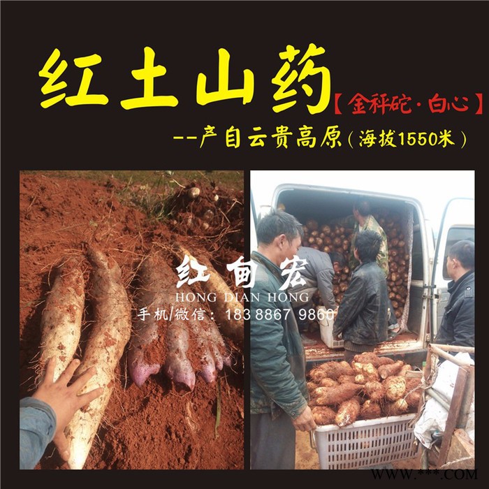 云南红甸宏山药基地出售新鲜金秤砣山药 天然食品 灵芝山药大量批发