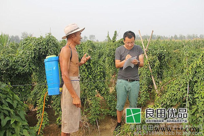 山东山药之乡｜莘县白玉山药｜2015年山东山药种植基地白玉山药大量供应图2