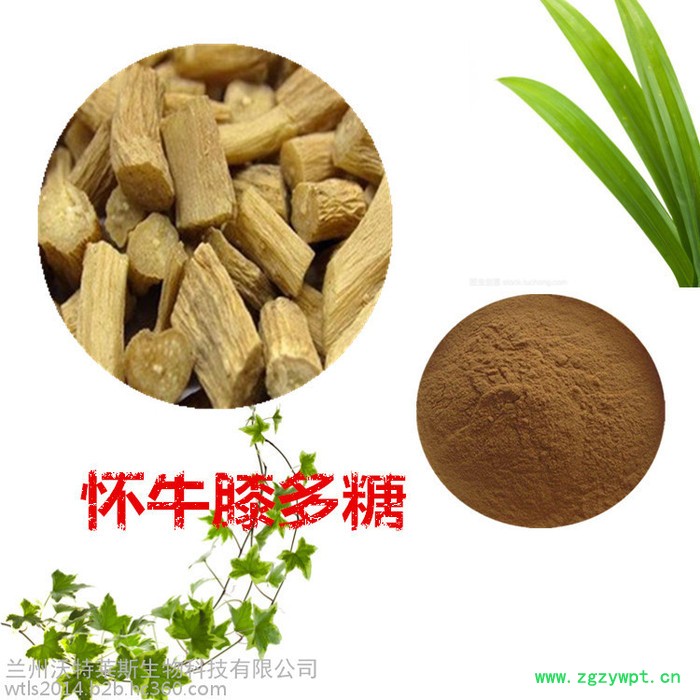 沃特莱斯 怀牛膝提取物 怀牛膝多糖 怀牛膝浸膏  怀牛膝粉图4