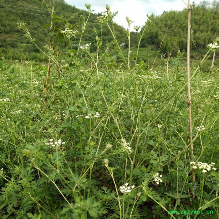 来喜 白花前胡种子 花种批发厂家 品质保障图4