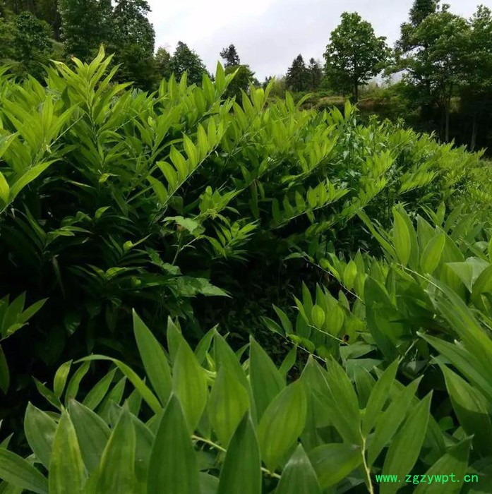 湖南银鸿玉竹大量供应，价格公道，品质保障，支持基地验货图7