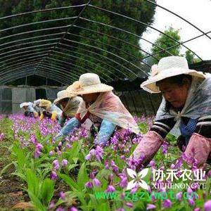 重庆协禾农业  重楼种苗 白芨种苗