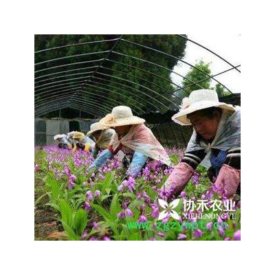 重庆协禾农业  重楼种苗 白芨种苗