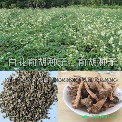 前胡种子 白花前胡种子价格 改良白花前胡籽批发图7