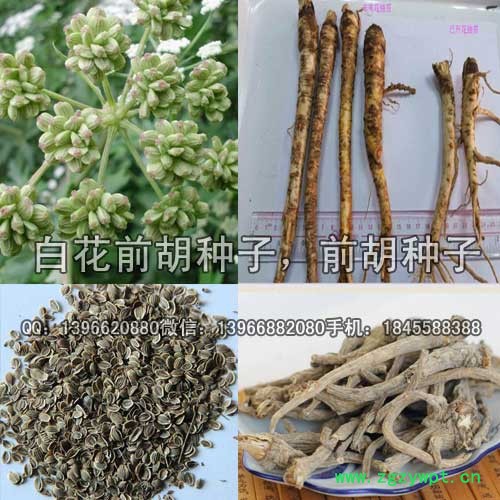 前胡种子 白花前胡种子价格 改良白花前胡籽批发图5