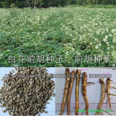 前胡种子 白花前胡种子价格 改良白花前胡籽批发