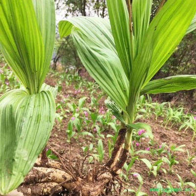 白芨种植技术全年供应种苗块茎