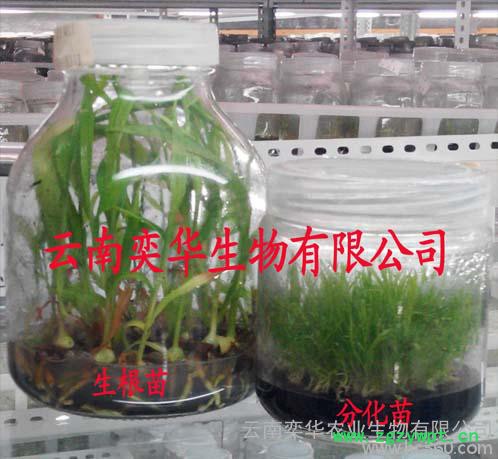 供应紫花三叉白芨组培苗供应紫花三叉白芨组培苗图1