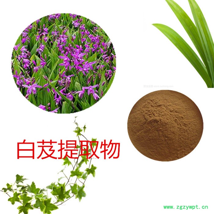 沃特莱斯 白芨提取物 10:1/20:1 白芨粉 白芨浸膏 白芨速溶粉图1