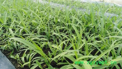 白芨驯化苗 四川白芨 乐山白芨种植 四川峻丰生物科技有限公司