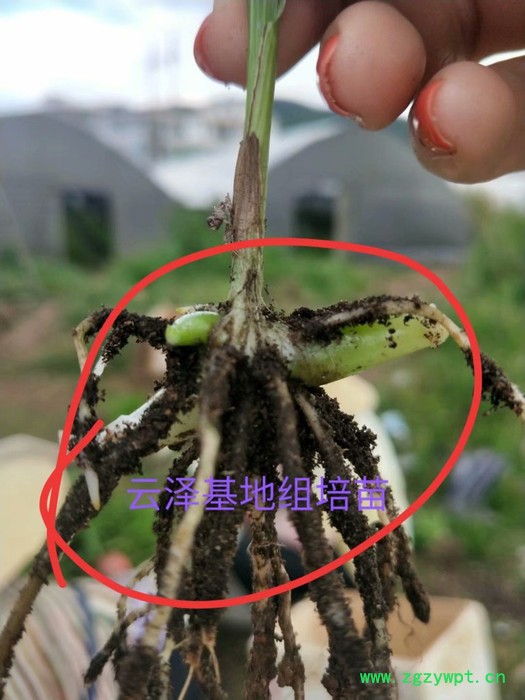 紫花三叉白芨组培驯化苗  云仙堂    白芨种苗 种植白芨/白芨苗/白及苗/正宗紫花三叉白芨种苗 /