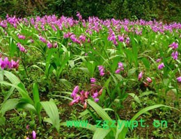 峻丰生物 白芨 乐山白芨