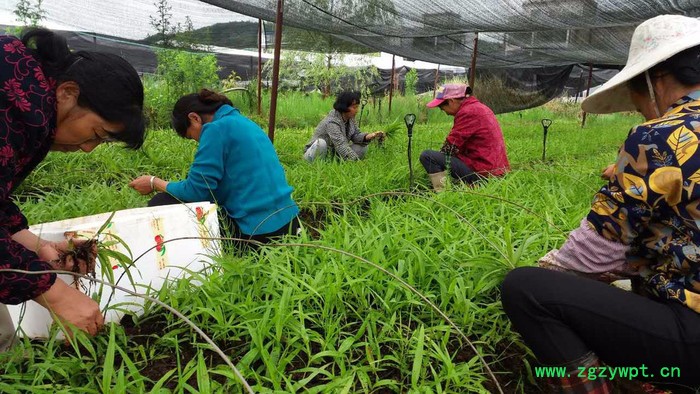 2800白山白芨种植技术白芨图片_云泽农业