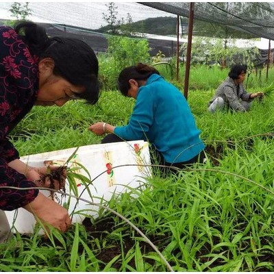 2800白山白芨种植技术白芨图片_云泽农业