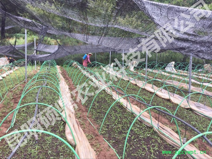 供应白芨种子 白芨种苗 包技术 包回收 种植基地 上门技术培训 重庆 四川 昆明 贵州 湖南