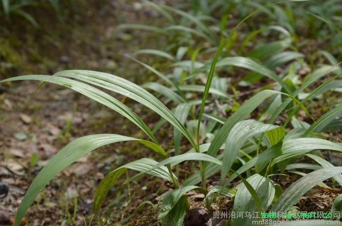 白及白芨白及训化苗种苗图6