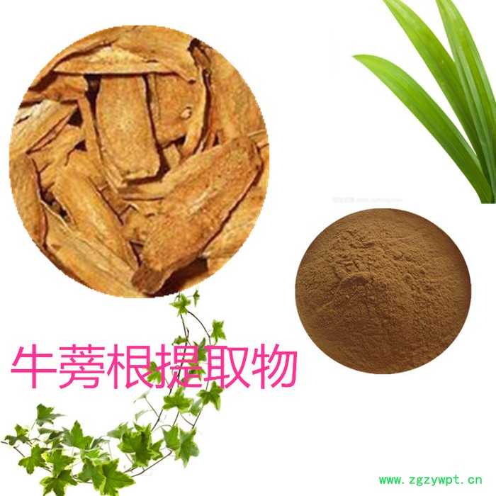 沃特莱斯 牛蒡根提取物 10:1 牛蒡根粉 牛蒡根浸膏 牛蒡根速溶粉图6