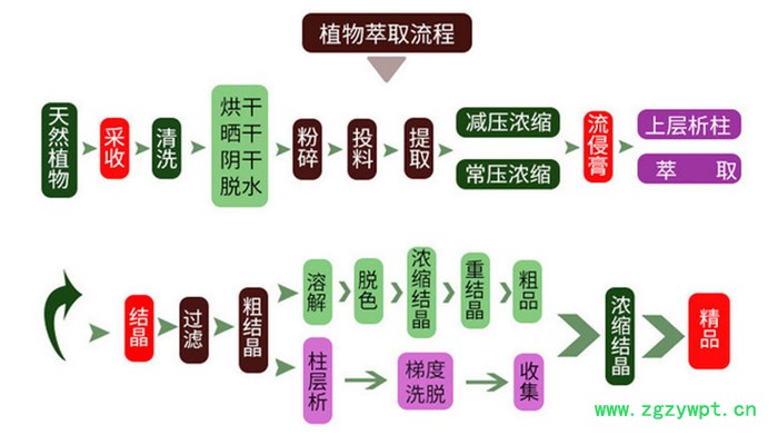 芦根浸膏粉  多糖  芦根提取物  斯诺特生物图2