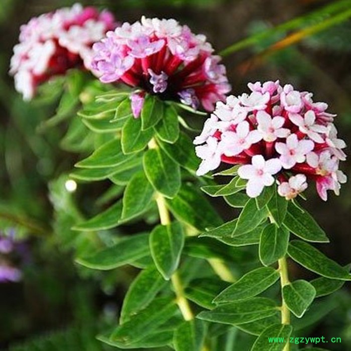 斯诺特 狼毒喷雾干燥粉 狼毒浸膏粉 植物提取物 厂家发货图6