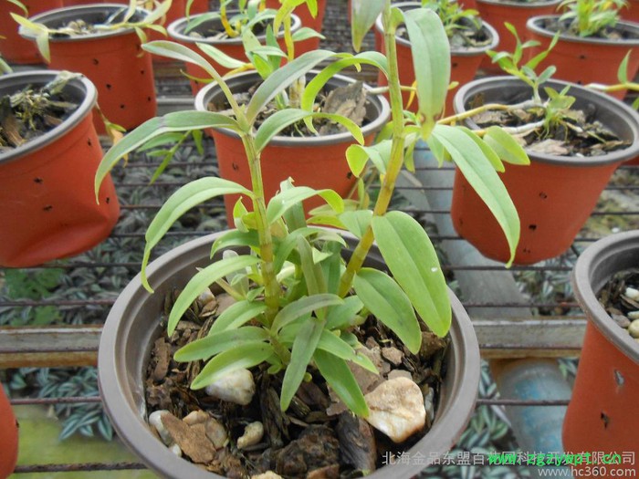 原生态种植养生保健石斛种苗