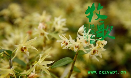 牧歌竹乡系列·花茶礼盒花茶20g 铁皮石斛花茶