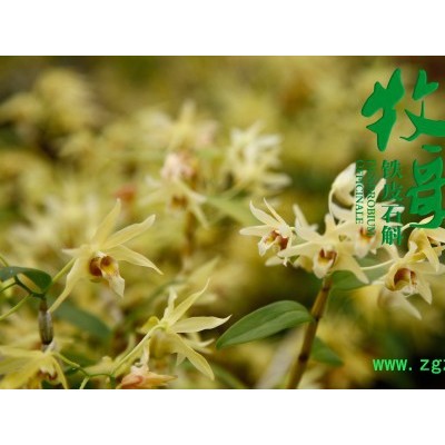 牧歌竹乡系列·花茶礼盒花茶20g 铁皮石斛花茶