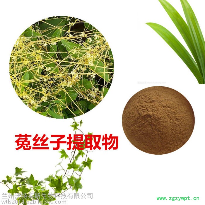 菟丝子提取物10:1 菟丝子粉 菟丝子浸膏 菟丝子速溶粉图1