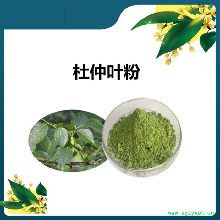 斯诺特 蛹虫草提取物 浓缩粉 蛹虫草粉图7