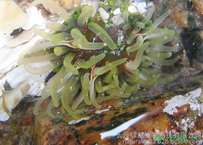 厂家供应  海藻提取物  10:1 海藻多糖植物提取物图2