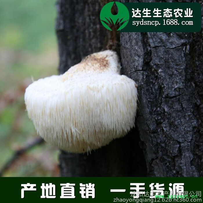 猴头菇 猴头蘑东北特产 ** 食用菌 250g 厂家批发图1