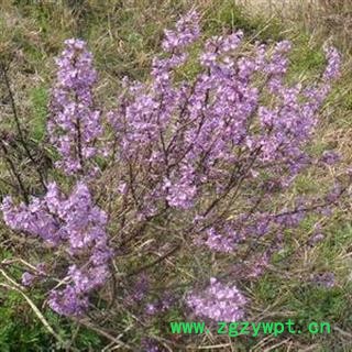 野生新鲜芫花根 黄大戟 头痛花树根芫条根蜀桑浮胀草 选货 产地 湖北省黄冈市麻城市图2