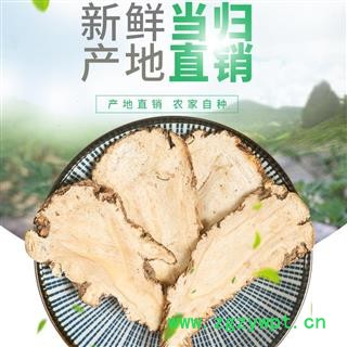 甘肃全当归片地产直供 优质保证大货可提供专票