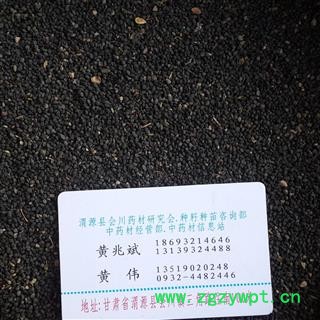 黄芩 黄芩籽  黄芩种子 产地 甘肃省定西市渭源县图2