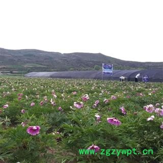 川赤芍种籽  川赤芍苗   赤芍药材图3