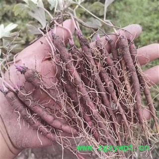 川赤芍种籽  川赤芍苗   赤芍药材图1