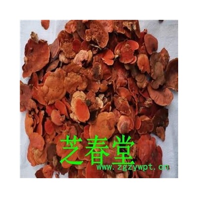 芝春堂 牛樟芝 牛樟菇 樟菇 樟芝 牛樟芝 牛樟菇 樟菇 樟芝