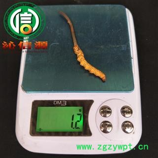 【满包邮】3月产新新鲜虫草本色货1.2~1.4克/根散装产地直供冬虫夏草沁信源中药批发图3