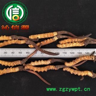 【满包邮】3月产新新鲜虫草本色货1.2~1.4克/根散装产地直供冬虫夏草沁信源中药批发图2