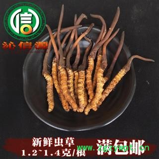 【满包邮】3月产新新鲜虫草本色货1.2~1.4克/根散装产地直供冬虫夏草沁信源中药批发图1