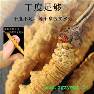 【满包邮】冬虫夏草 2条/克 产地西藏那曲 中药材批发 规格齐全图4