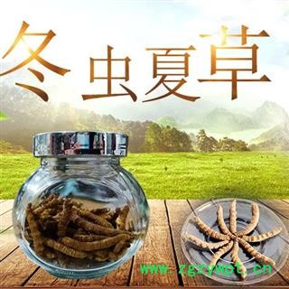 【包邮】冬虫夏草 肉节子虫草 色泽饱满 无硫新货 产地直供 品质保证【良心经营 品种齐全】图1