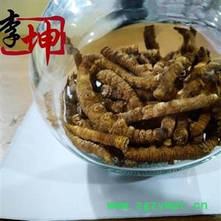 【包邮】冬虫夏草 肉节子虫草 色泽饱满 无硫新货 产地直供 品质保证【良心经营 品种齐全】图2