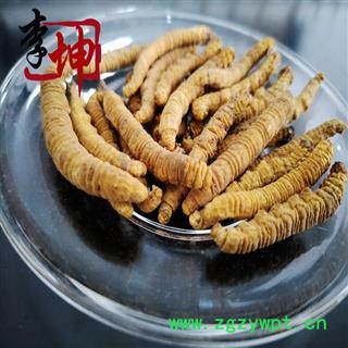 【包邮】冬虫夏草 大肉节子虫草 色泽饱满 无硫新货  产地直供 品质保证【良心经营 品种齐全】图2