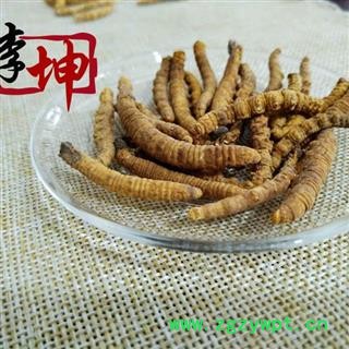 【包邮】冬虫夏草 大肉节子虫草 色泽饱满 无硫新货  产地直供 品质保证【良心经营 品种齐全】图3